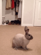 CdIAl.gif