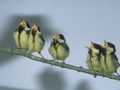 stocker-les-great-tit-young.jpg