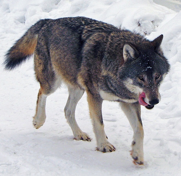 Kolm%C3%A5rden_Wolf.jpg