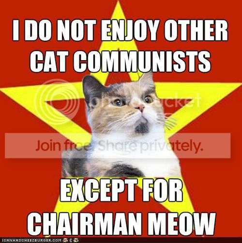 memecats.jpg