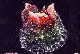 M.crystallinum-seed-256.jpg