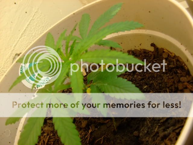 weed023.jpg