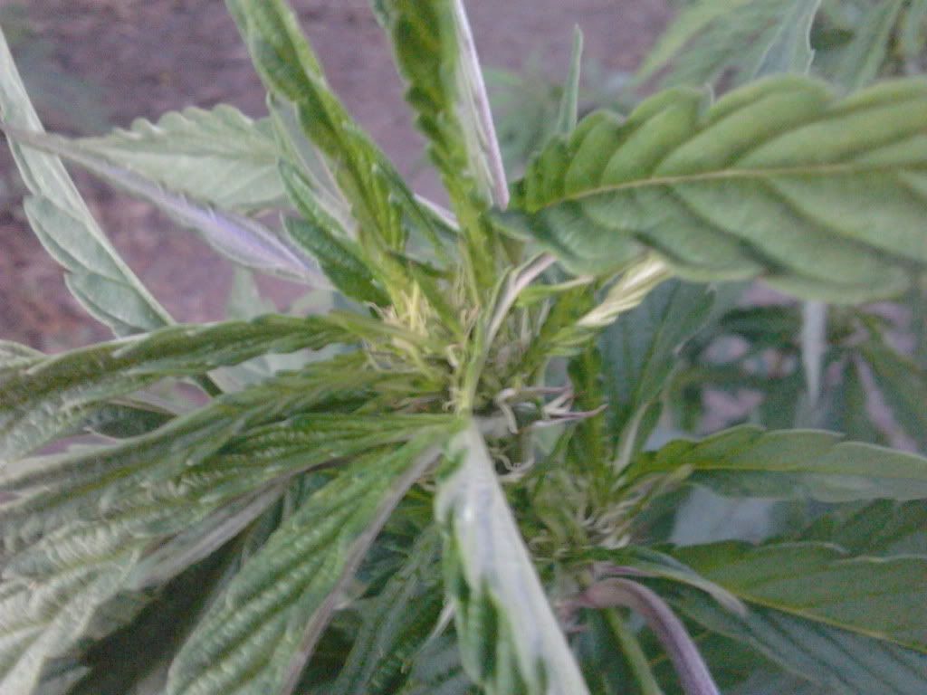 IMG_20110811_200900.jpg
