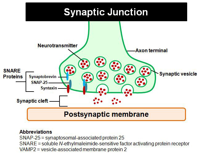 synapticimg.jpg