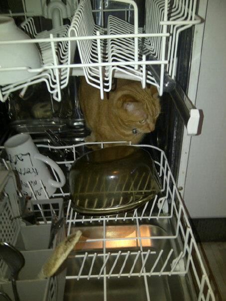 ToffeeintheDishwasher.jpg