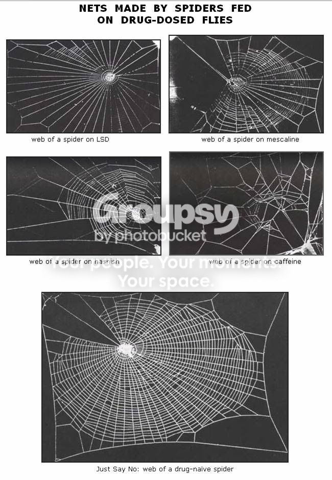 spiderWeb.jpg