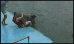 CZGvi.gif