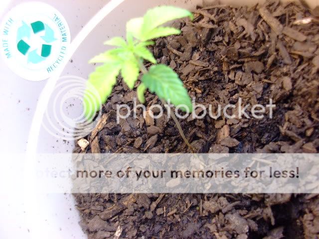 weed015.jpg