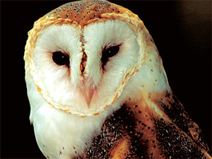 owl-totem-300.jpg