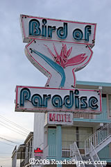 birdofparadisemotwildwoodnj.jpg