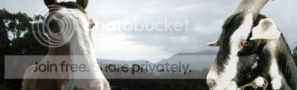 triptahorseWeb.jpg