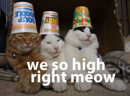 stoner%2Bcats.jpeg