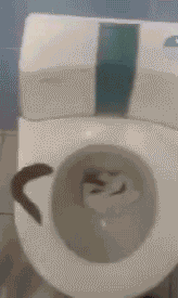 USTbZRl.gif