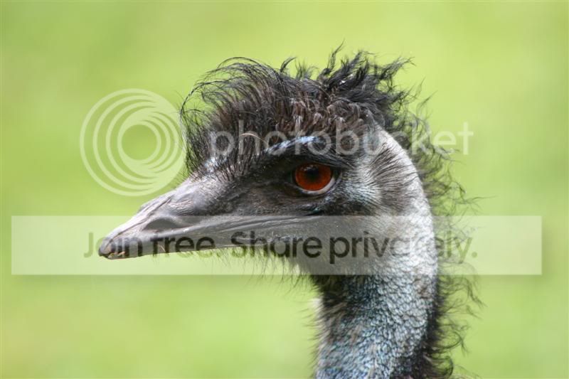 Emu.jpg