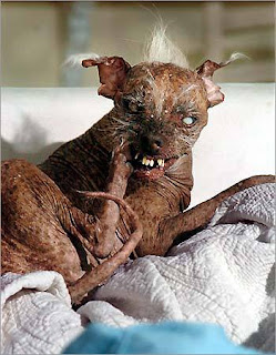 buttuglydog.jpg