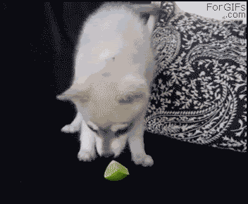 Puppy_tastes_lime.gif