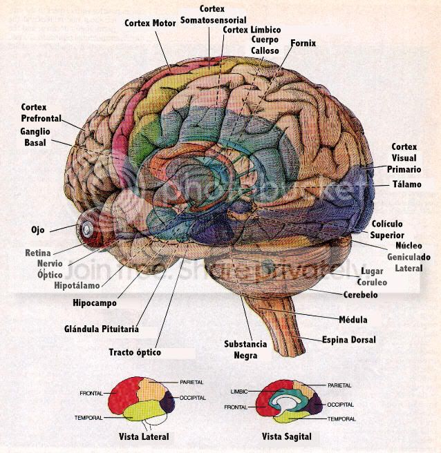 CEREBRO.jpg