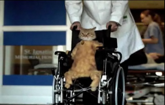 wheelchaircat.jpg