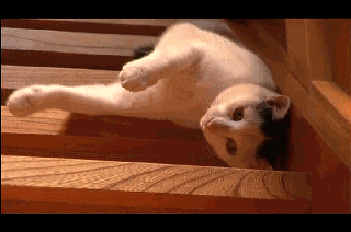 Ay9VQz1.gif