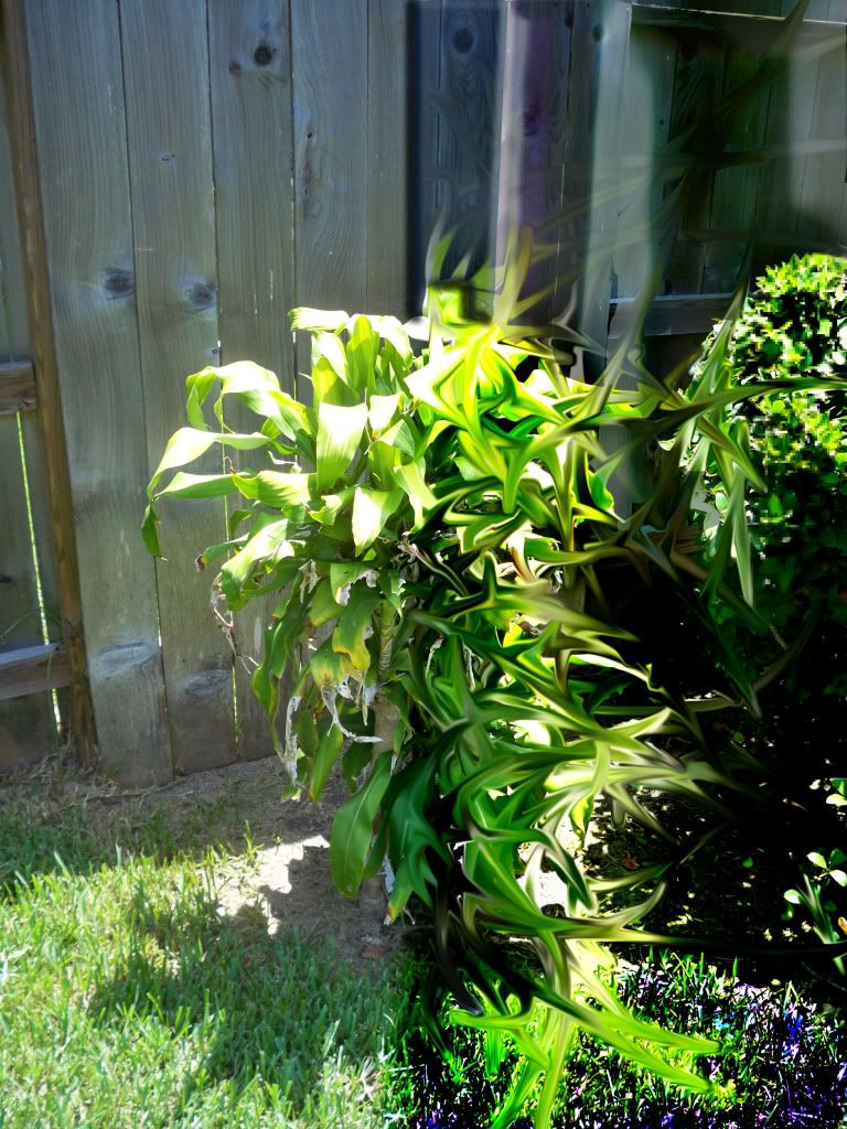 acidbush2.jpg