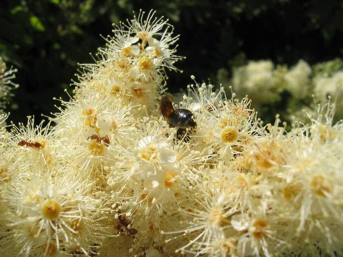flowers2.jpg