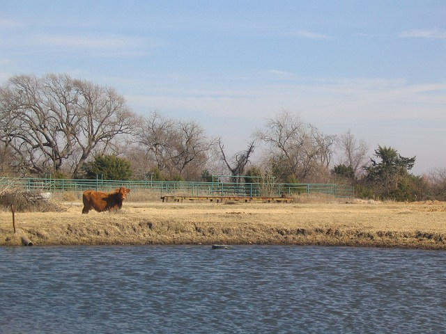 Cow_at_the_pond.jpg