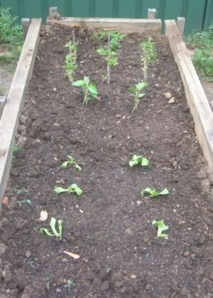 vegies2.jpg