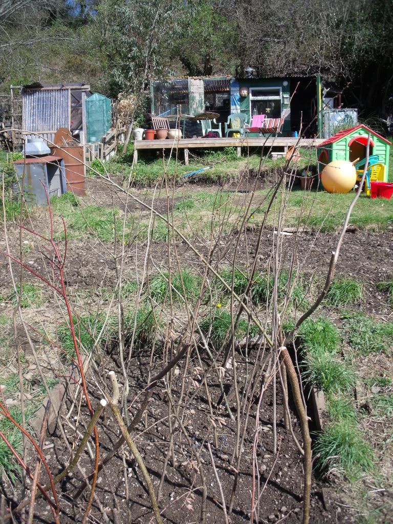 allotmentapril2012007.jpg