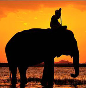 ElephantRiderPath.jpg
