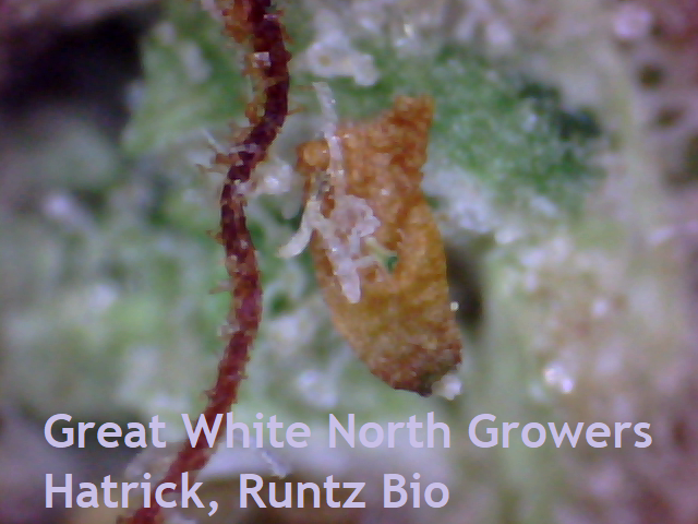 Great-White-North-Growers-Hatrick-Runtz-Bio-Contaminant.png