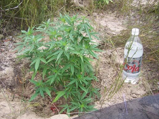 JTRbottlecomp20skewed.jpg