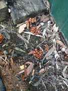 961732315-thumb_IMG_5272.jpg