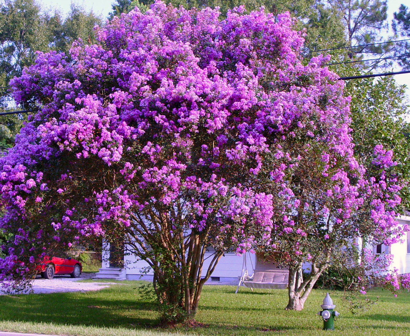 Crepe+Myrtle.jpg