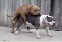 2CW8m.gif