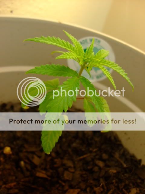 weed019.jpg