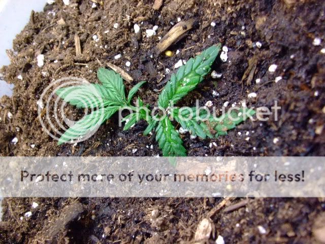 weed044.jpg