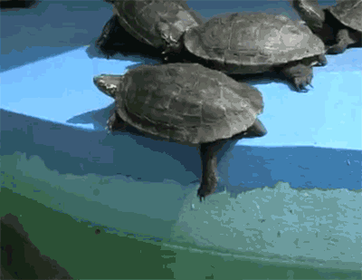 83290925.gif