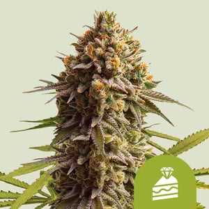 www.royalqueenseeds.com