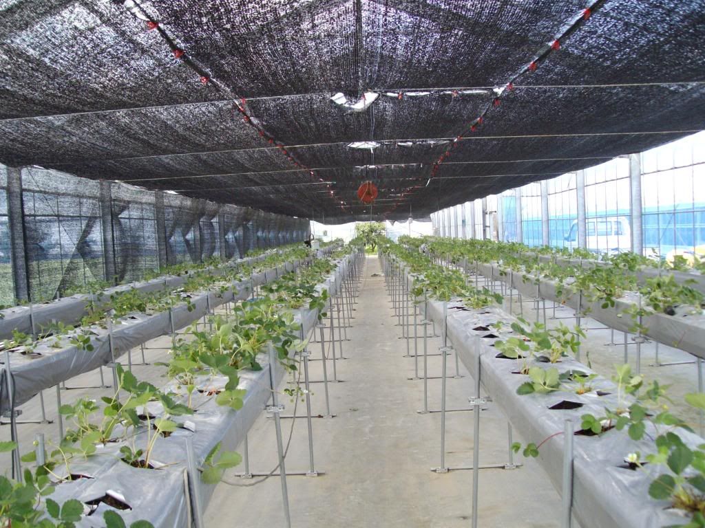 farmingpictures006.jpg
