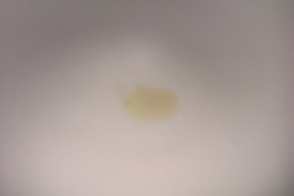 M1OrderI-Marquis-CrushedCrystal.jpg