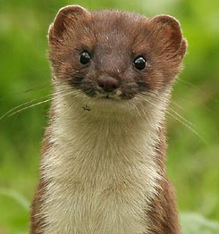 stoat@socialspace.jpg