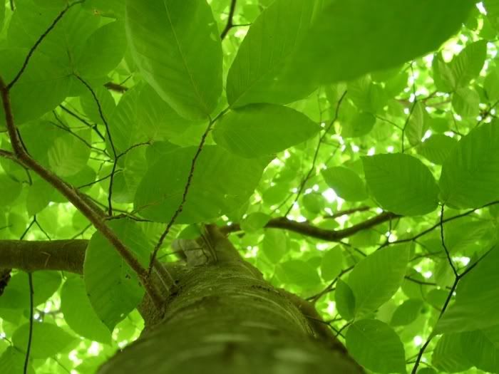 upwards-beech.jpg