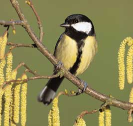 city_song_birds.jpg