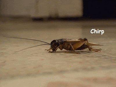 crickets-gif.gif