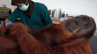 gty_orangutan_indonesia_wy_140418_16x9t_384.jpg