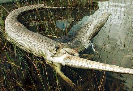 burmese-python.jpg