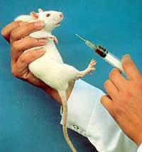 mouse_shot.jpg