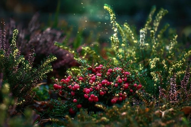 cranberries-memory-dementia-neurosciens-public.jpg