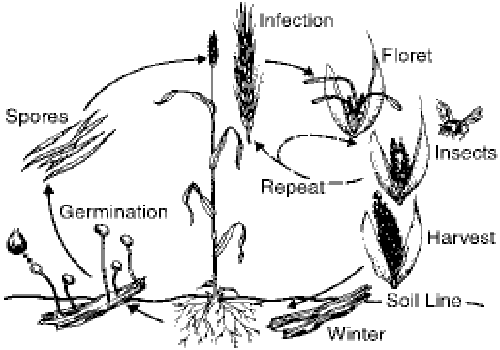 LSD_Lab_Ergot_Life_Cycle.gif