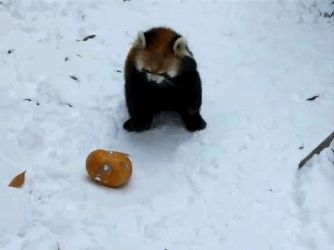 VO7nH.gif